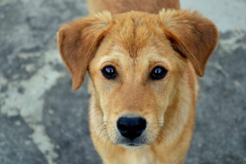 puppy dog looking at camera
